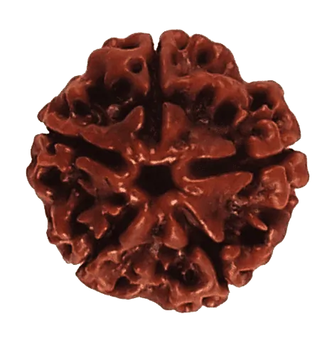 5 Mukhi Rudraksha