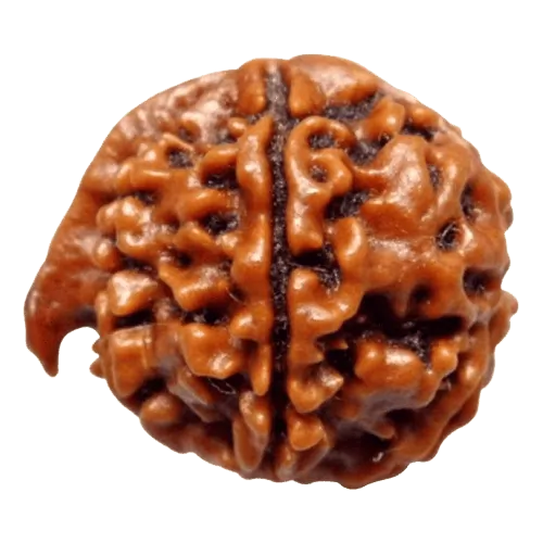 Ganesh Rudraksha