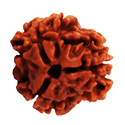 3 Mukhi Rudraksha