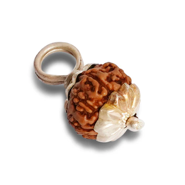 10 Mukhi Rudraksha