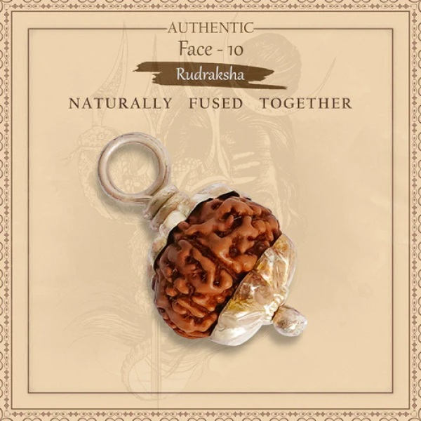 10 Mukhi Rudraksha