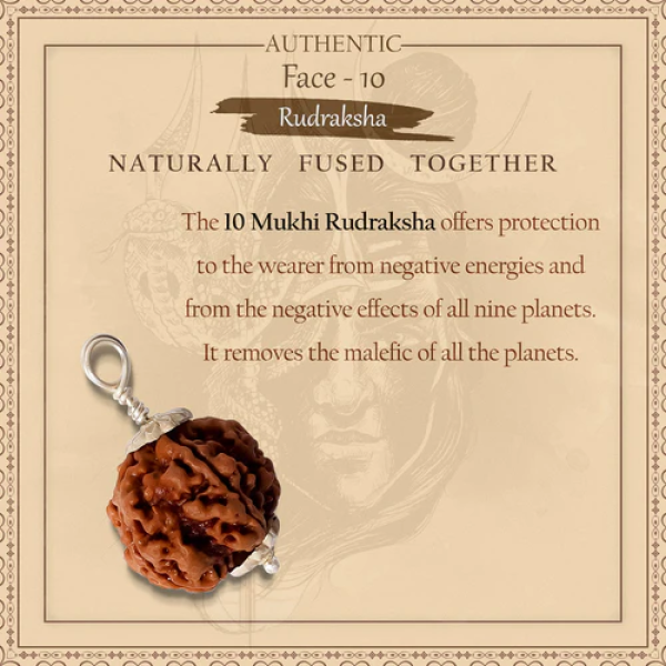 10 Mukhi Rudraksha