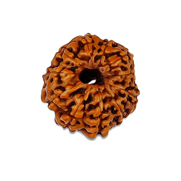 11 Mukhi Rudraksha