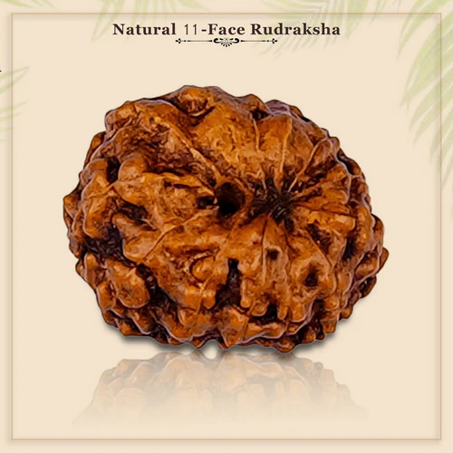 11 Mukhi Rudraksha