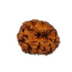 12 Mukhi Rudraksha