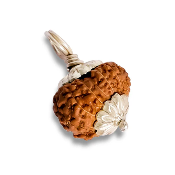 12 Mukhi Rudraksha