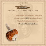 12 Mukhi Rudraksha