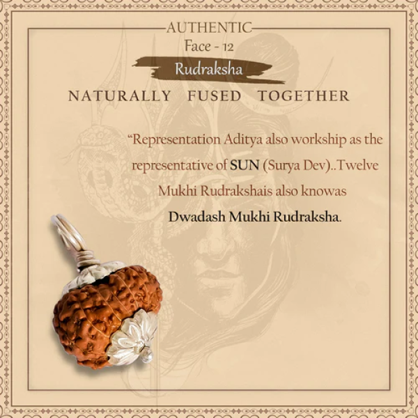 12 Mukhi Rudraksha