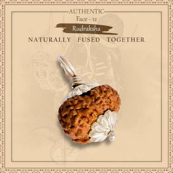 12 Mukhi Rudraksha