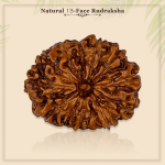 13 Mukhi Rudraksha