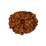 13 Mukhi Rudraksha