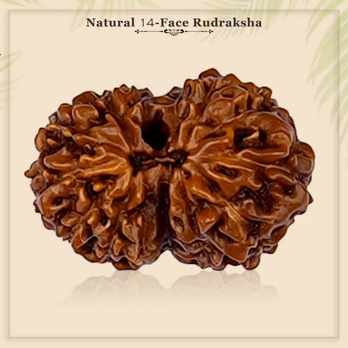 14 Mukhi Rudraksha (Indonesian Bead)