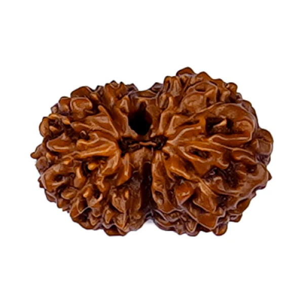 14 Mukhi Rudraksha (Indonesian Bead)