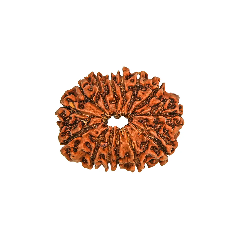 14 Mukhi Rudraksha (Nepali)