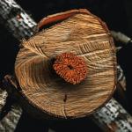 14 Mukhi Rudraksha (Nepali)