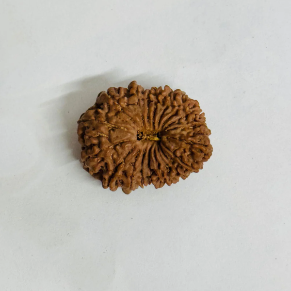 18 Mukhi Rudraksha - Rare Find