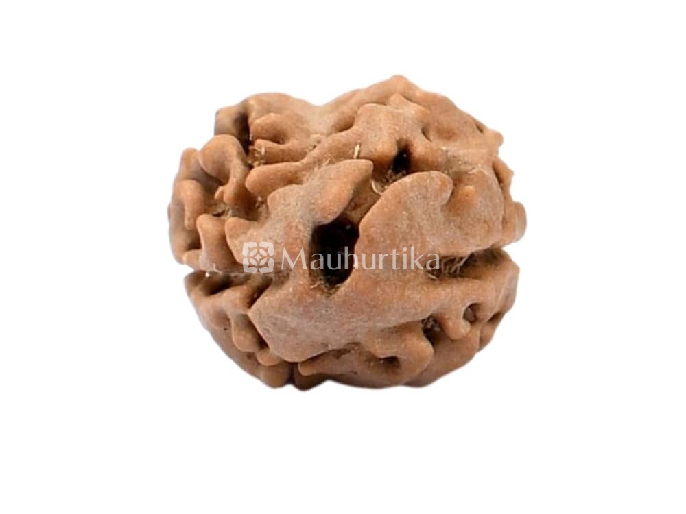 2 Mukhi Rudraksha - Lab Certified