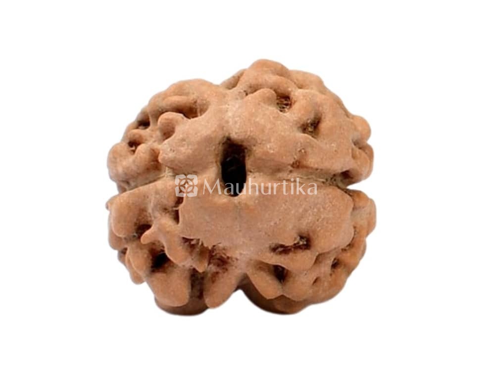 2 Mukhi Rudraksha - Lab Certified