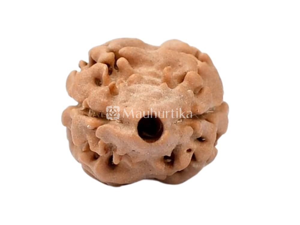 2 Mukhi Rudraksha - Lab Certified