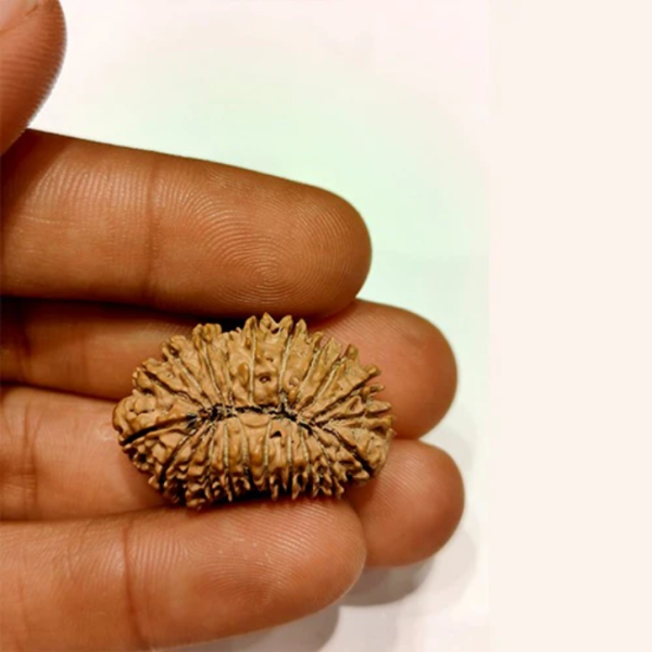 21 Mukhi - Rarest Nepal Rudraksha-Variant 1