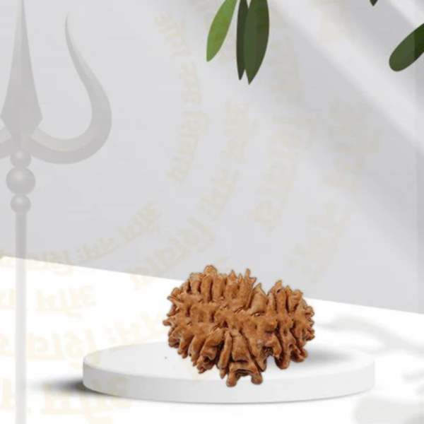 21 Mukhi - Rarest Nepal Rudraksha-Variant 1