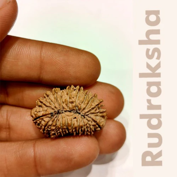 21 Mukhi - Rarest Nepal Rudraksha-Variant 1