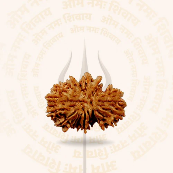 21 Mukhi - Rarest Nepal Rudraksha - Variant 2