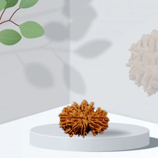 21 Mukhi - Rarest Nepal Rudraksha-Variant 2