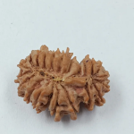 21 Mukhi - Rarest Nepal Rudraksha-Variant 2