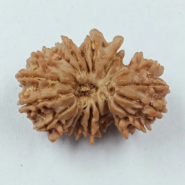 21 Mukhi - Rarest Nepal Rudraksha-Variant 2