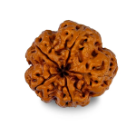 5 Mukhi Rudraksha