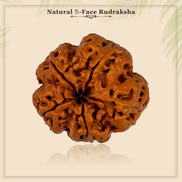 5 Mukhi Rudraksha