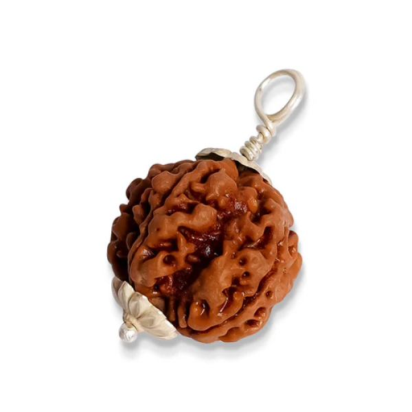 5 Mukhi Rudraksha