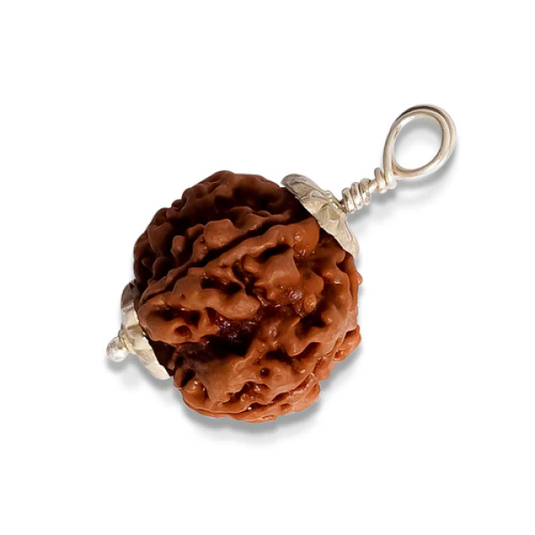 5 Mukhi Rudraksha