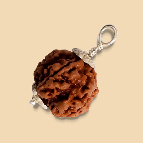 5 Mukhi Rudraksha