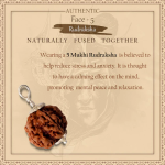 5 Mukhi Rudraksha