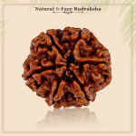 6 Mukhi Rudraksha