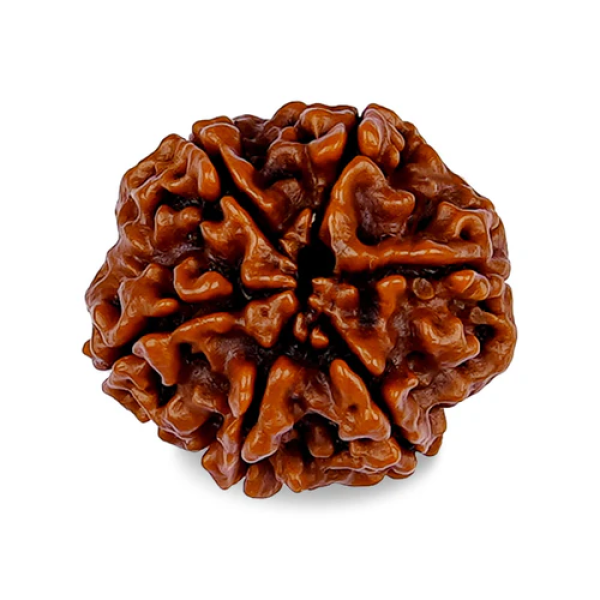 6 Mukhi Rudraksha