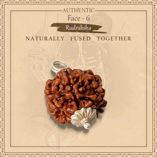 6 Mukhi Rudraksha