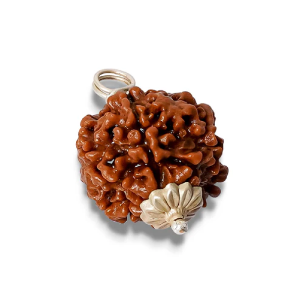 6 Mukhi Rudraksha