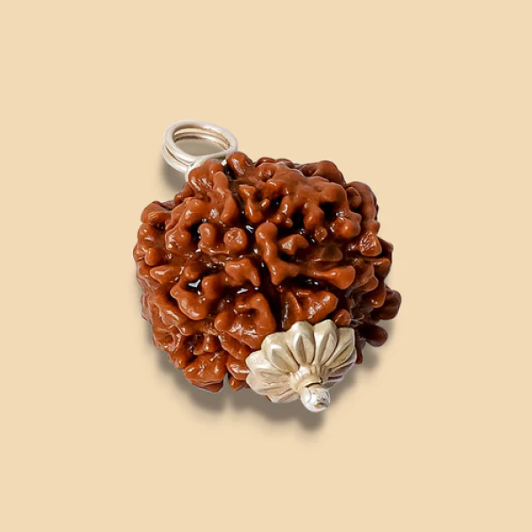 6 Mukhi Rudraksha