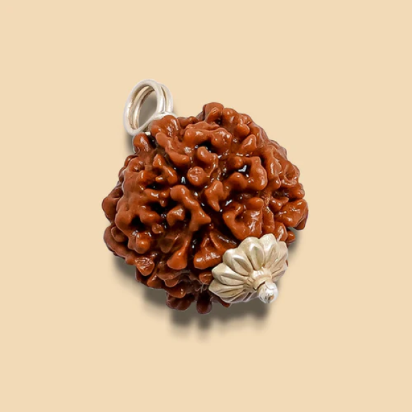 6 Mukhi Rudraksha