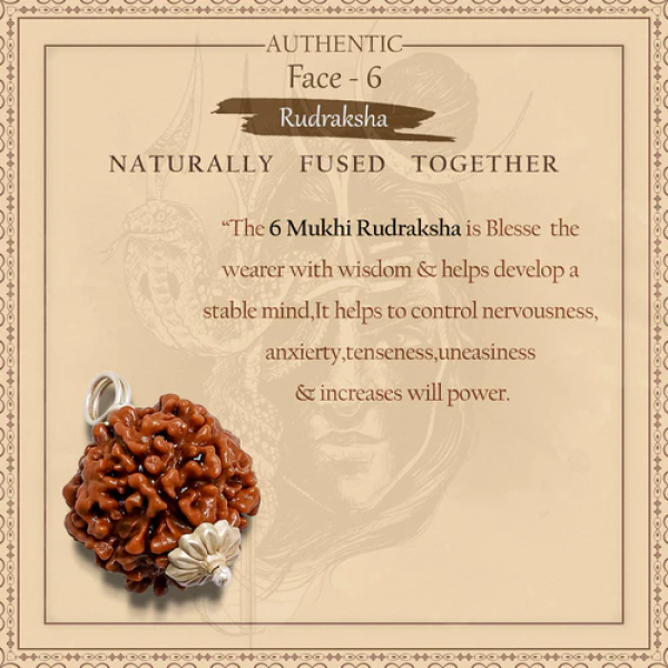 6 Mukhi Rudraksha