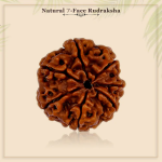 7 Mukhi Rudraksha