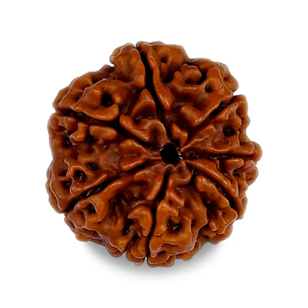 7 Mukhi Rudraksha