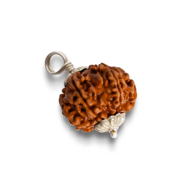 7 Mukhi Rudraksha