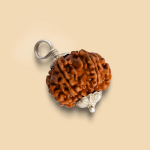 7 Mukhi Rudraksha