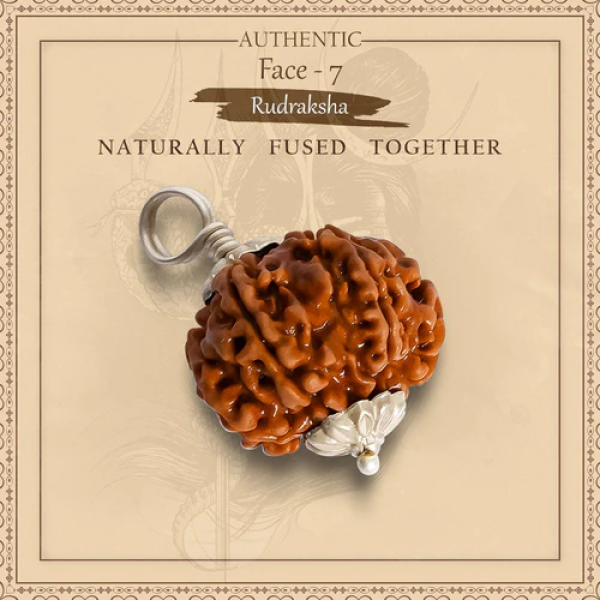 7 Mukhi Rudraksha