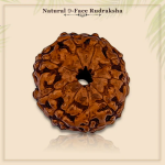 9 Mukhi Rudraksha