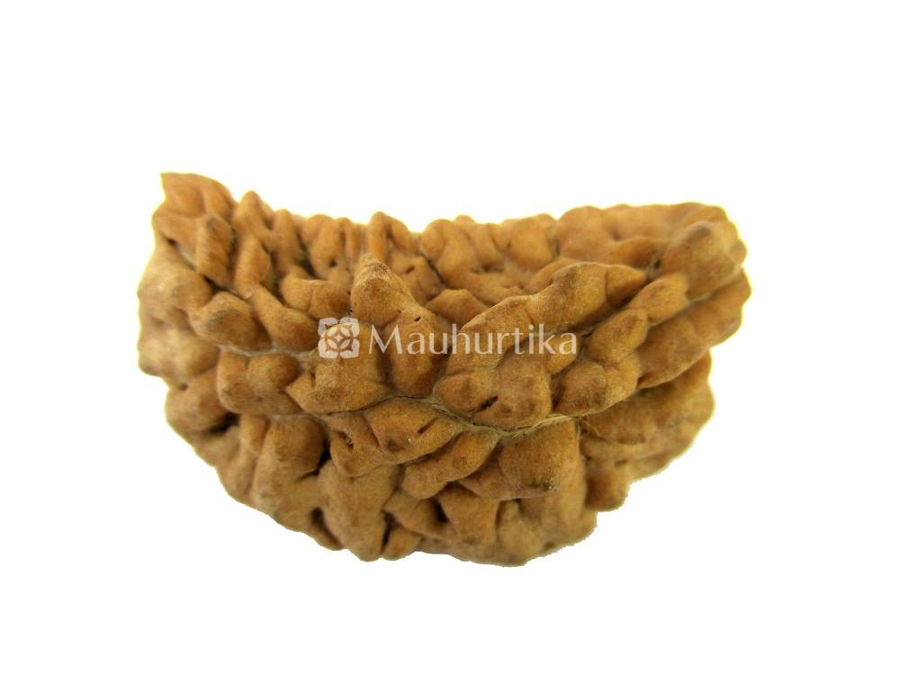 1 Mukhi Rudraksha - Lab Certified